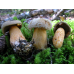 Мицелий Масленка кедрового (Suillus plorans)